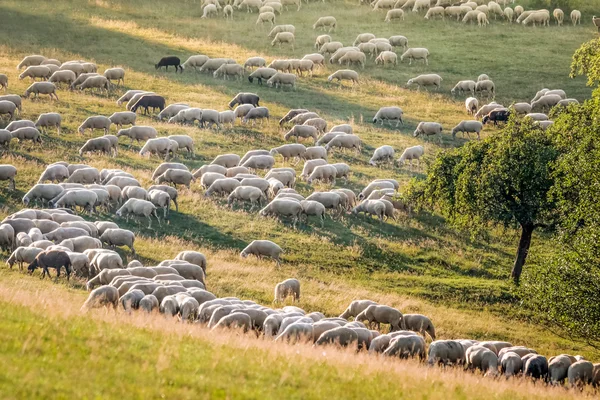 Flock Of Sheep in the Taunus mountains — Stock Photo, Image