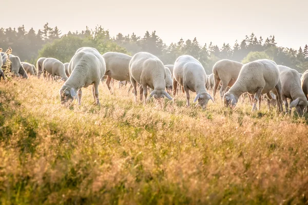 Stádo ovcí v pohoří taunus — Stock fotografie