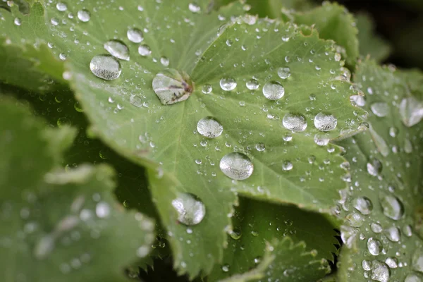 Raindrops on green leaf — Stock Photo, Image