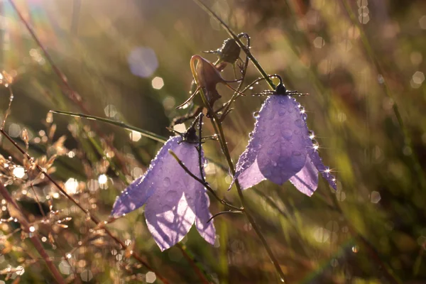Klok bloem met ochtenddauw — Stockfoto