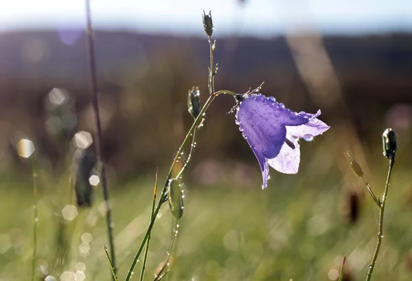 Bell flower with morning dew — Stock Photo, Image