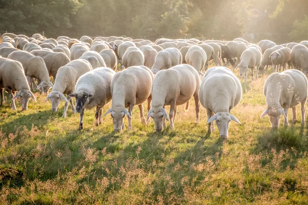 Отара овець у гори Таунус Стокове Зображення