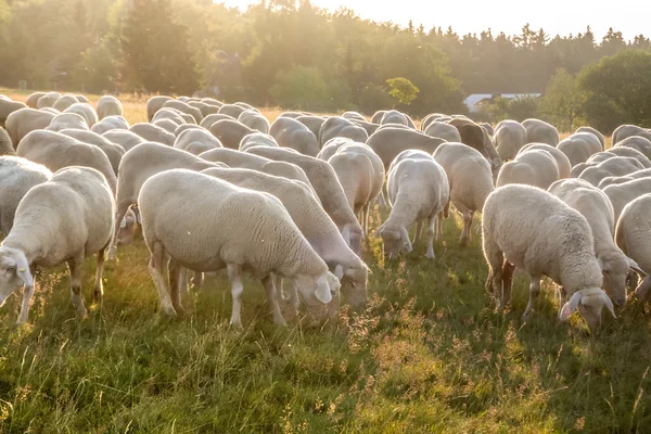 Rebanho de ovelhas nas montanhas Taunus Fotos De Bancos De Imagens