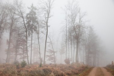 sisli sonbahar orman
