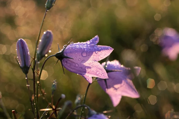 Bell flower with morning dew — Stock Photo, Image