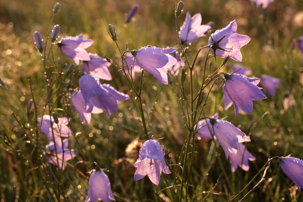 Bell flower with morning dew — Stock Photo, Image