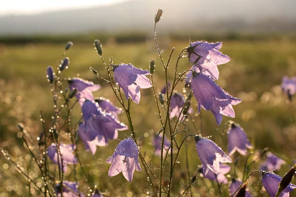 Klok bloem met ochtenddauw — Stockfoto