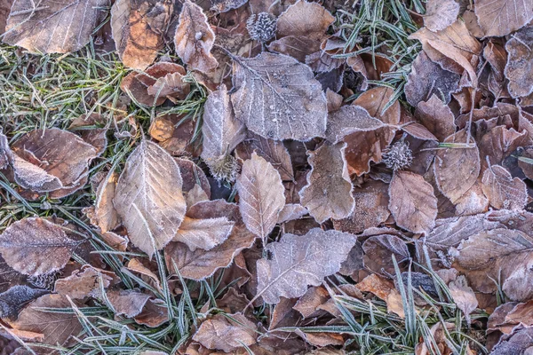 Hnědé podzimní listí s ranní mráz — Stock fotografie