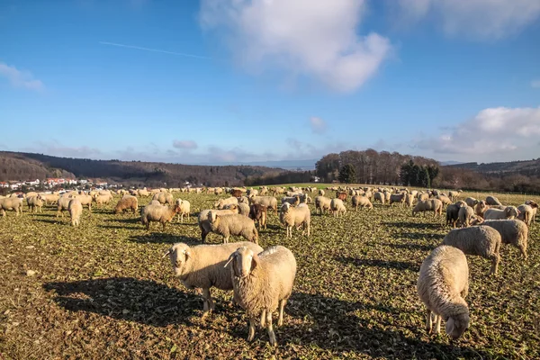 Troupeau de moutons dans les montagnes du Taunus — Photo