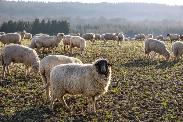 Стадо овец в горах Таунус — стоковое фото