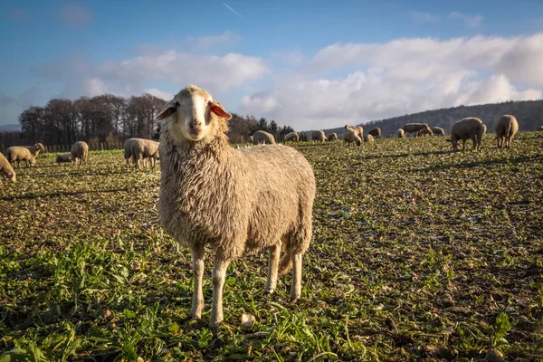 Flock Of Sheep in the Taunus mountains — Stock Photo, Image