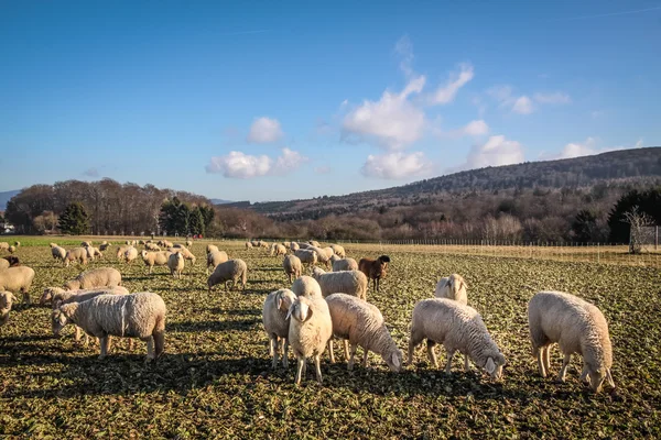 Troupeau de moutons dans les montagnes du Taunus — Photo