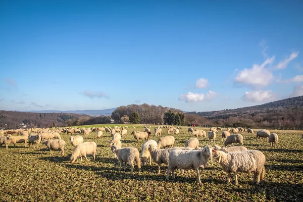 Troupeau de moutons dans les montagnes du Taunus — Photo