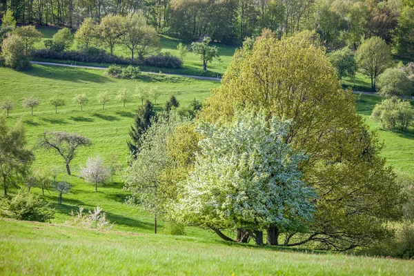 Wiosną drzew w górach taunus — Zdjęcie stockowe