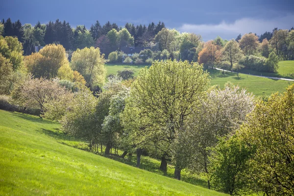 Frühlingsbäume im Taunus — Stockfoto