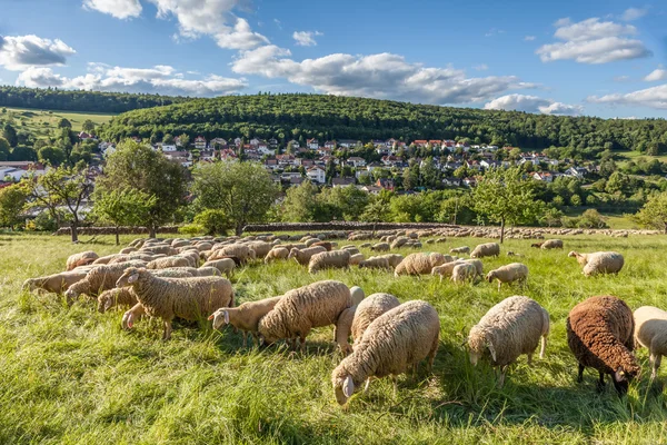 Gregge di pecore sui monti Taunus — Foto Stock