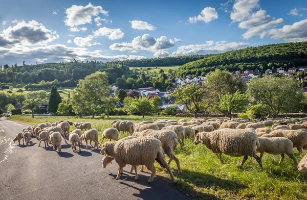 Gregge di pecore sui monti Taunus — Foto Stock