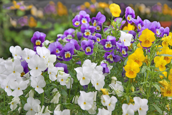 Flower bed with pansies