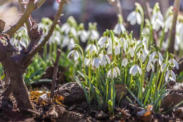 Bande de gouttes de neige — Photo