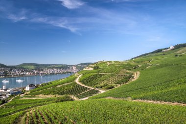 rheingau içinde ruedesheim