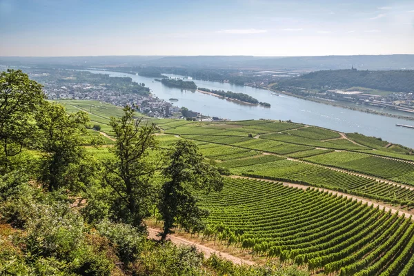 Ruedesheim dans le Rheingau — Photo