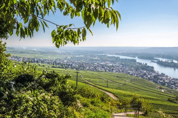 Ruedesheim di Rheingau — Stok Foto