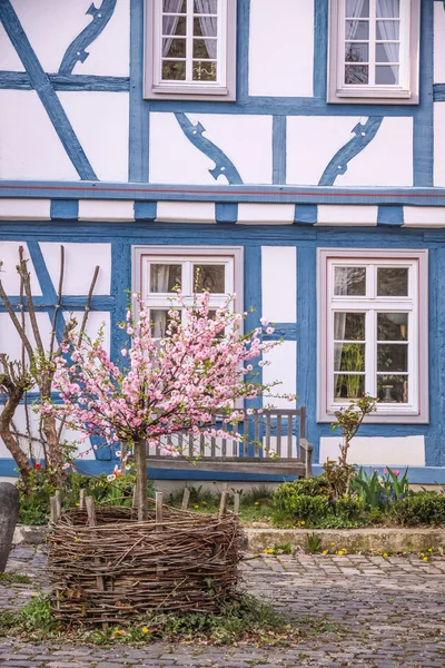 Kirschblütenstrauch vor Fachwerkhaus — Stockfoto