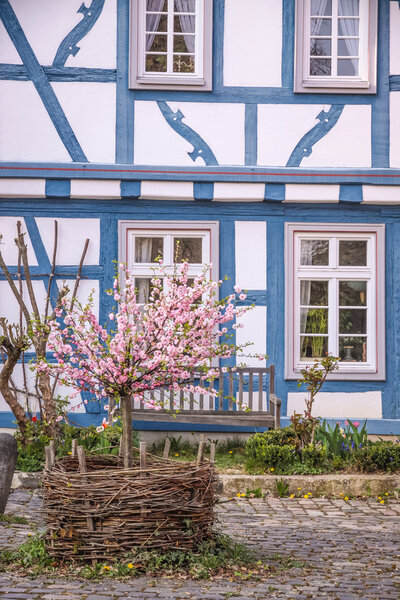 Cherry Blossom bush in front of blue half-timbered house in Eltville, Rheingau, Hesse, Germany