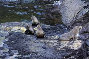Seals in the Milford Sound clipart