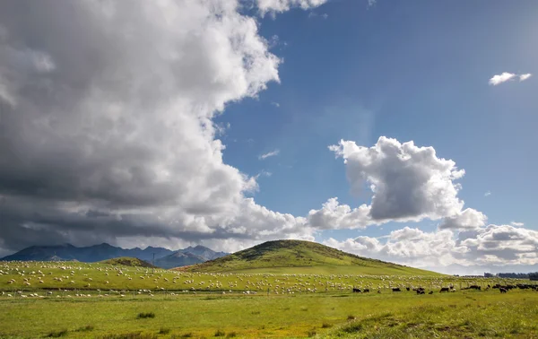 Sheep on green farmland — Stock Photo, Image