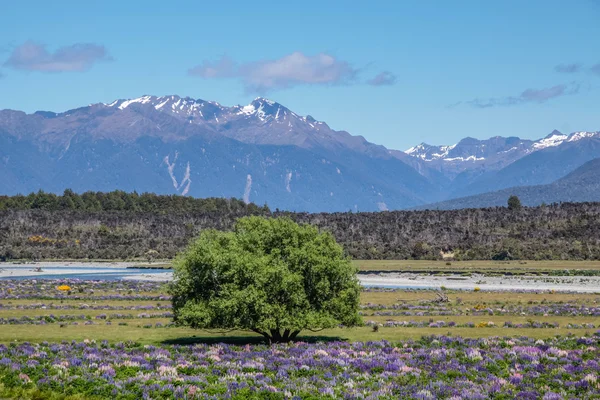 Eglinton River Valley — Stock Photo, Image