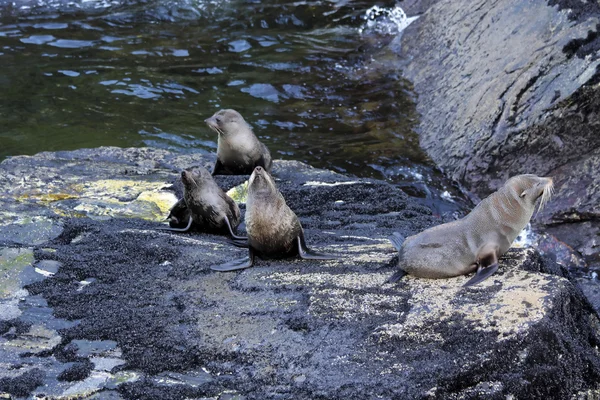 Seals in the Milford Sound — Stock Photo, Image