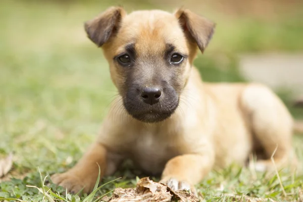 茶色のかわいい子犬 — ストック写真