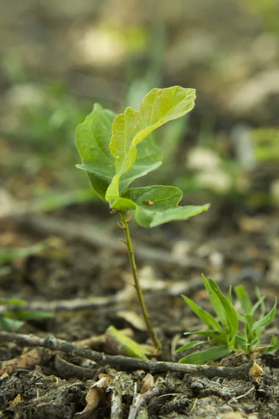 Nuevo crecimiento de un roble joven — Foto de Stock