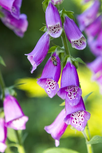 Květ fialový zvonek — Stock fotografie