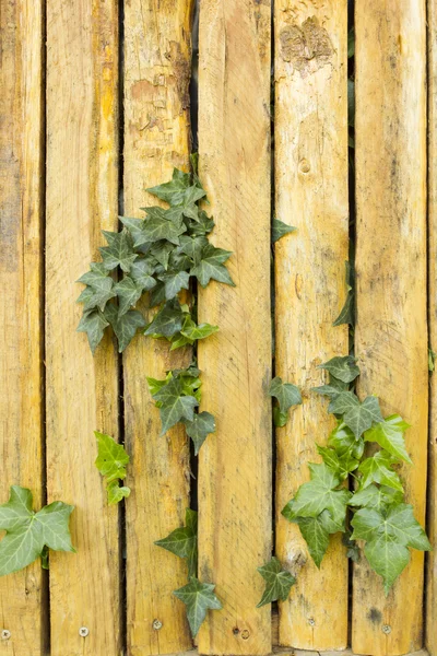 Ivy leaves in wooden fence — Stock Photo, Image