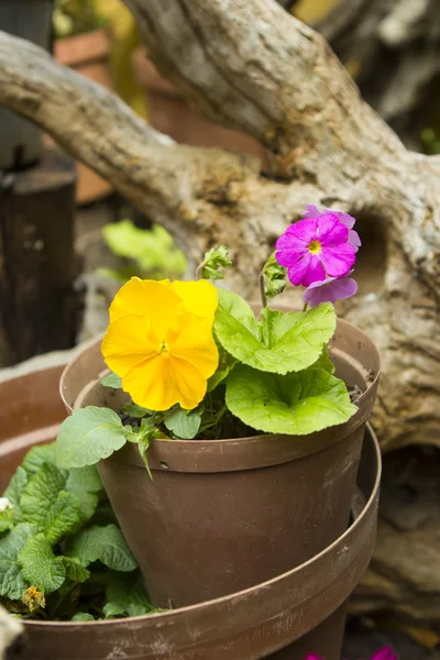 Rosa e roxo Pansy em um cenário de jardim — Fotografia de Stock