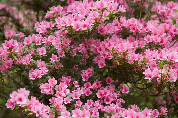 Arbuste rose azalée — Photo