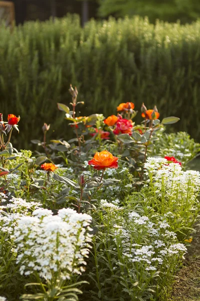 Jardim de rosas com rosas laranja — Fotografia de Stock