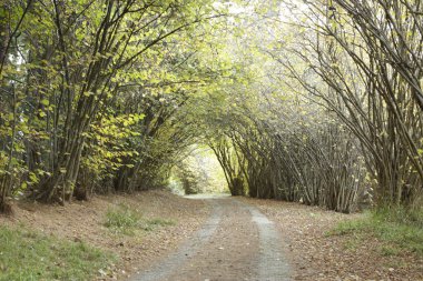 Köy yolunda olsa avenue ağaçlarının
