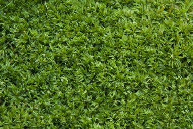 Moss boncuk
