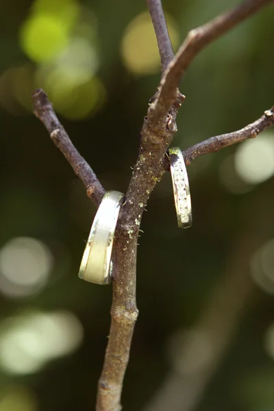 Anelli nuziali su un ramo — Foto Stock