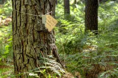 Satılık etiketi için ağaç gövde bağlı