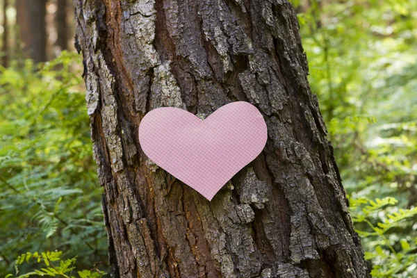 Coeur collé à un pin — Photo