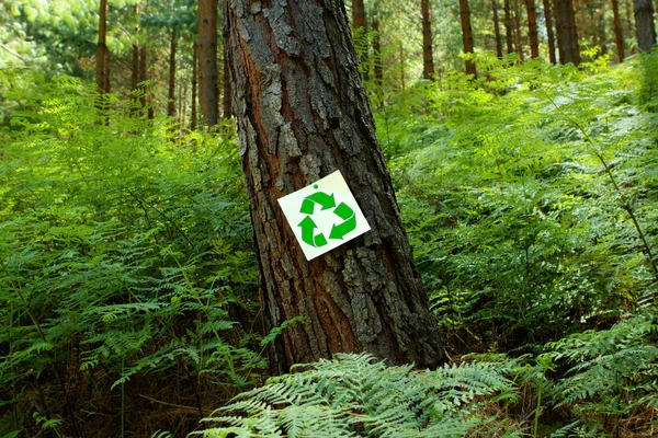 Sinal de reciclagem em um pinheiro — Fotografia de Stock