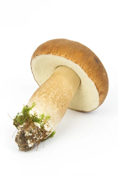 Boletus edulis μανιτάρι Royalty Free Φωτογραφίες Αρχείου