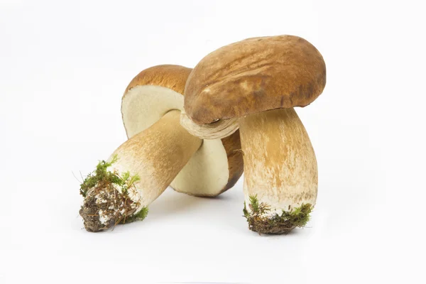 Два гриба Boletus Edulis Лицензионные Стоковые Изображения