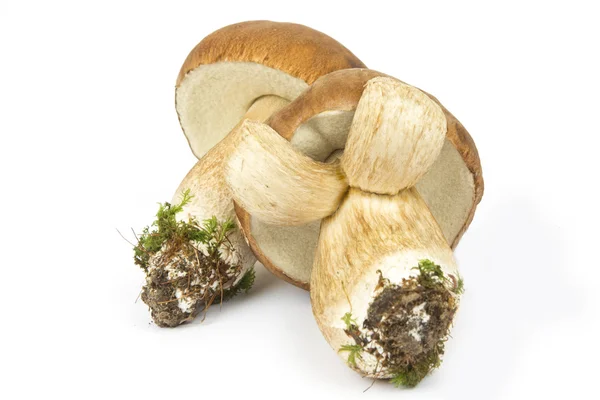 Два білий гриб гриби Стокове Зображення