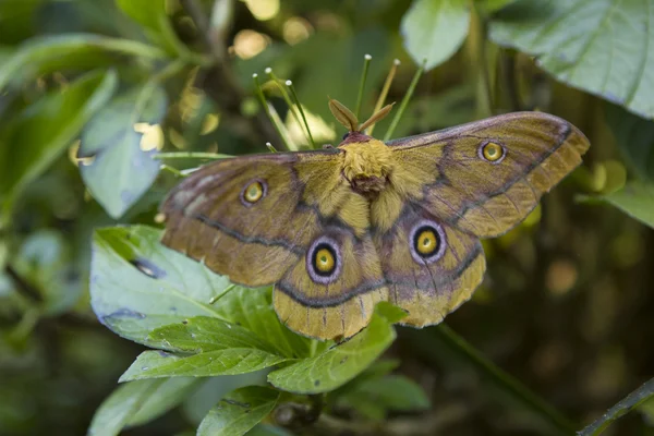 Polilla gigante en un árbol Fotos De Stock Sin Royalties Gratis