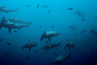hammerhead sharks in the blue ocean clipart